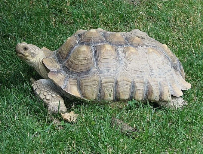 Rua Sulcata 