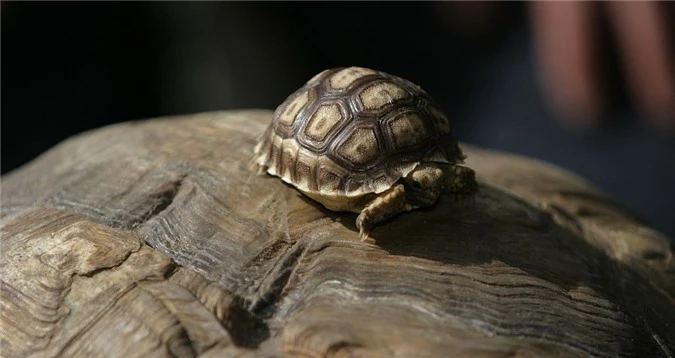 Rua Sulcata 