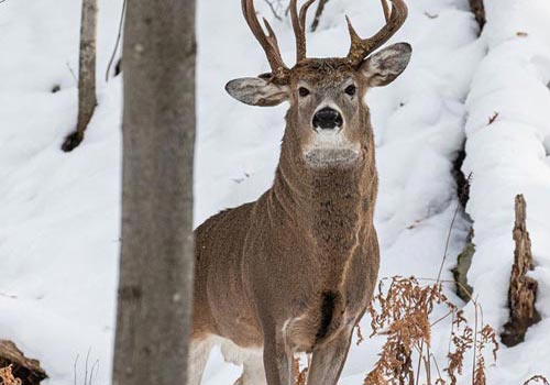 "Choáng váng" với hình ảnh hươu ba gạc siêu quý hiếm xuất hiện