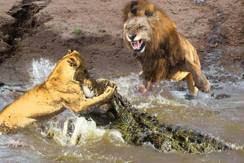 CLIP: Anh em sư tử rủ nhau qua sông bị cá sấu tấn công