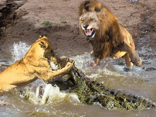 CLIP: Anh em sư tử rủ nhau qua sông bị cá sấu tấn công