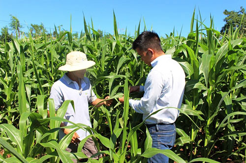 Đồng Nai: Gia tăng lợi ích nhờ trồng bắp lấy thân