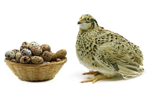 Trứng cút là nguồn cung cấp kali phong phú. Vì vậy, ăn trứng chim cút là một cách để bổ sung nhu cầu kali trong cơ thể, giúp tránh các bệnh nan y. Ảnh: anuong24h.
