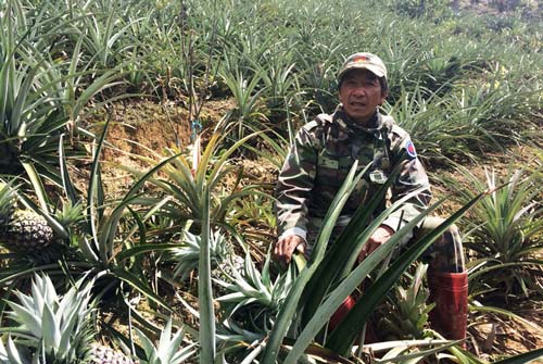 Lâm Đồng: Đất khô cằn, trồng xen canh vẫn nhanh có tiền