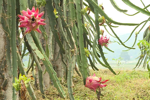 Thanh long trái vụ được giá