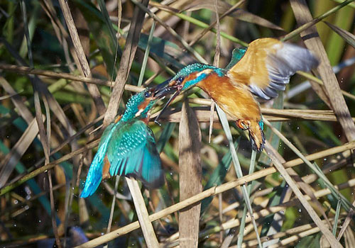 Bói cá kịch chiến dữ dội, từ không chiến đến thủy chiến giành lãnh thổ