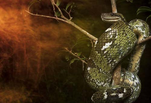 Kẻ gác đêm: Bí mật triệu năm của loài trăn khổng lồ, chỉ có duy nhất ở 1 nơi trên Trái Đất