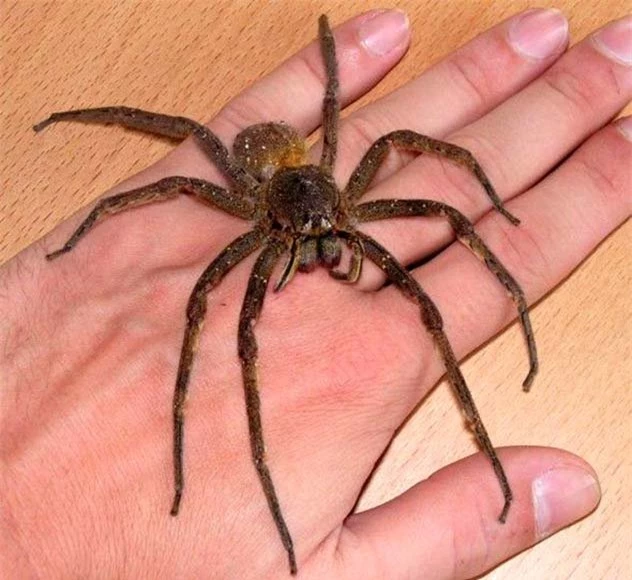10 loài nhện nguy hiểm nhất thế giới: Nếu bị số 10 cắn, có thể mất mạng chỉ sau 1 tiếng - Ảnh 10.