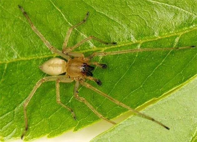 10 loài nhện nguy hiểm nhất thế giới: Nếu bị số 10 cắn, có thể mất mạng chỉ sau 1 tiếng - Ảnh 2.