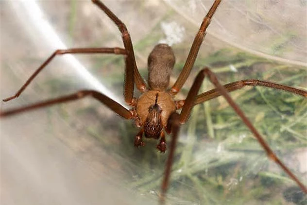 10 loài nhện nguy hiểm nhất thế giới: Nếu bị số 10 cắn, có thể mất mạng chỉ sau 1 tiếng - Ảnh 3.