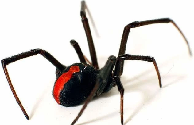 10 loài nhện nguy hiểm nhất thế giới: Nếu bị số 10 cắn, có thể mất mạng chỉ sau 1 tiếng - Ảnh 4.