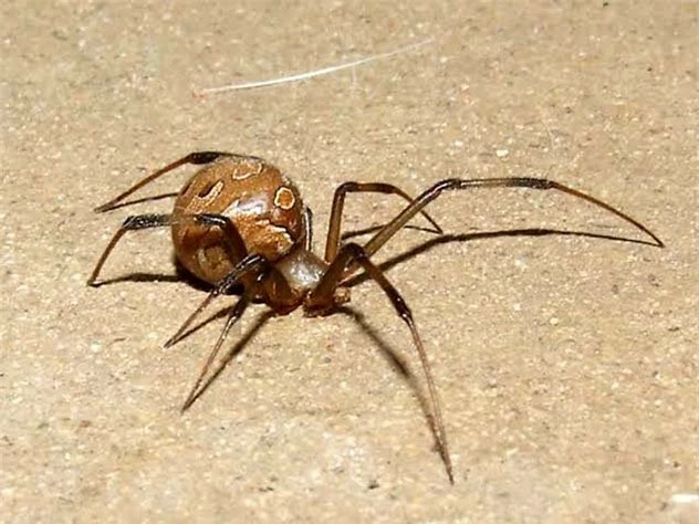 10 loài nhện nguy hiểm nhất thế giới: Nếu bị số 10 cắn, có thể mất mạng chỉ sau 1 tiếng - Ảnh 5.