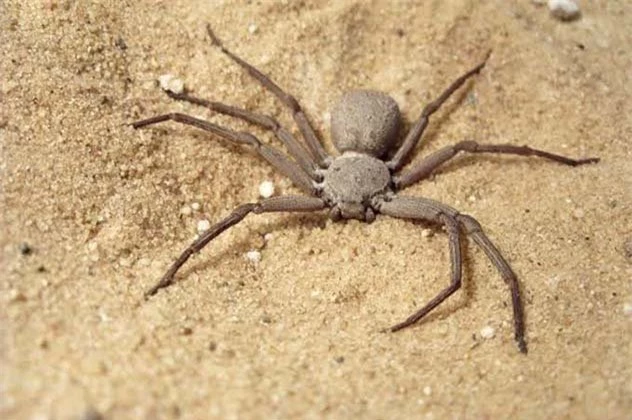 10 loài nhện nguy hiểm nhất thế giới: Nếu bị số 10 cắn, có thể mất mạng chỉ sau 1 tiếng - Ảnh 6.