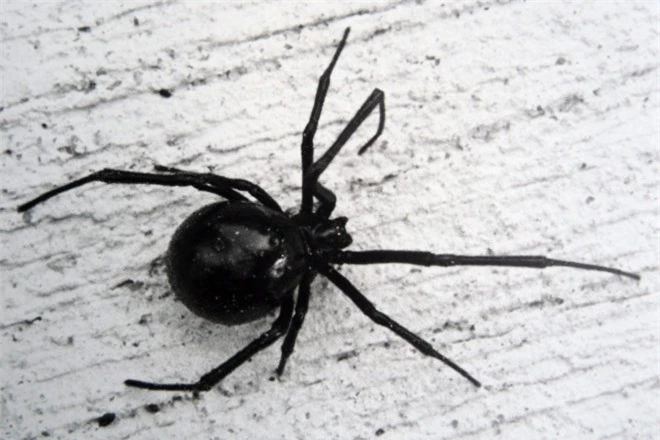 10 loài nhện nguy hiểm nhất thế giới: Nếu bị số 10 cắn, có thể mất mạng chỉ sau 1 tiếng - Ảnh 7.