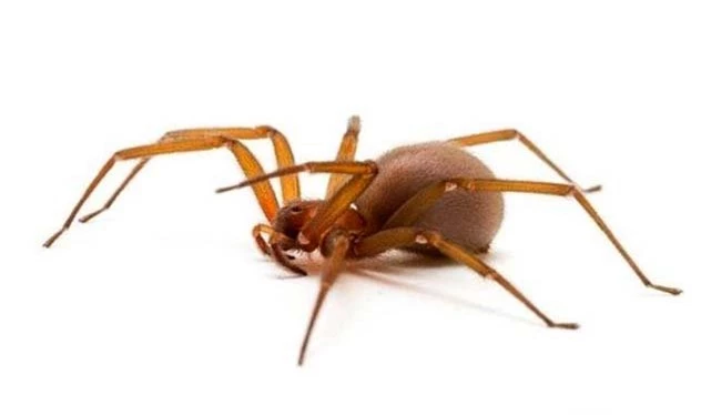 10 loài nhện nguy hiểm nhất thế giới: Nếu bị số 10 cắn, có thể mất mạng chỉ sau 1 tiếng - Ảnh 8.