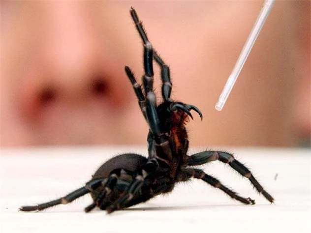 10 loài nhện nguy hiểm nhất thế giới: Nếu bị số 10 cắn, có thể mất mạng chỉ sau 1 tiếng - Ảnh 9.