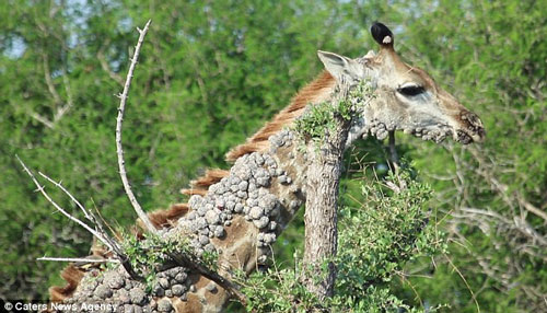 Hãi hùng virus làm tổ trên thân hươu cao cổ như quái vật