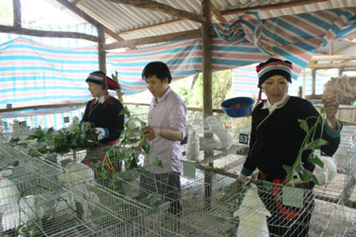 Hà Giang: Bắc Mê chú trọng vai trò của HTX trong xoá đói giảm nghèo