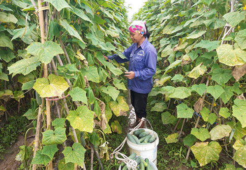 Hà Nội: Hướng mới từ trồng dưa sạch