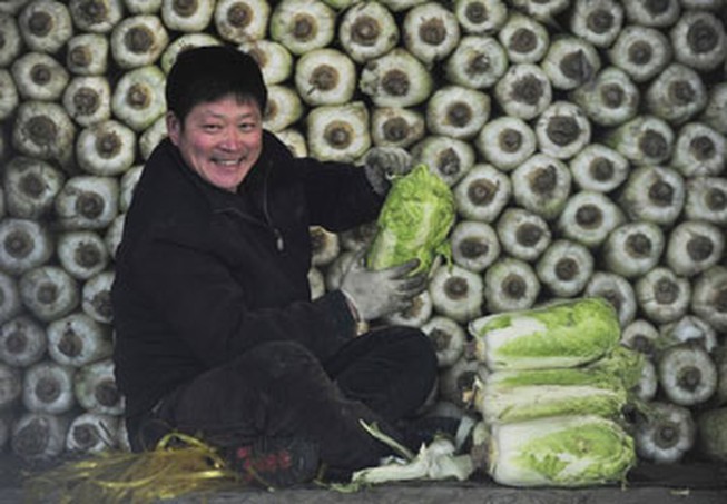 Cải thảo Trung Quốc có chất gây ung thư