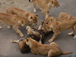 CLIP: Đàn sư tử giết chết đồng loại vô cùng tàn bạo