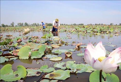 Tiền Giang: Trồng sen đem lại hiệu quả kinh tế cao ở vùng Đồng Tháp Mười