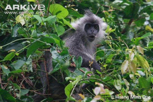 Khám phá "sốc" voọc bạc Đông Dương “cực nguy cấp” trong Sách đỏ Việt Nam