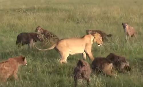 CLIP: Linh cẩu đại chiến với sư tử bảo vệ con non