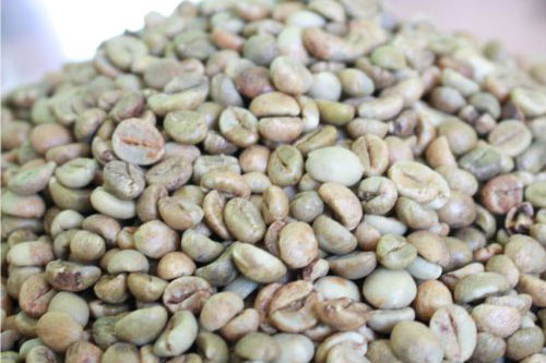 Giá cà phê có xu hướng tăng do lo ngại thiếu hụt nguồn cung