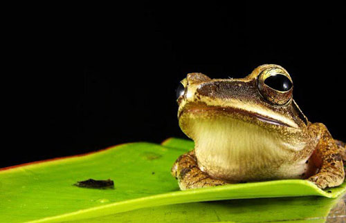 Top 10 loài động vật có đôi mắt độc đáo nhất thế giới