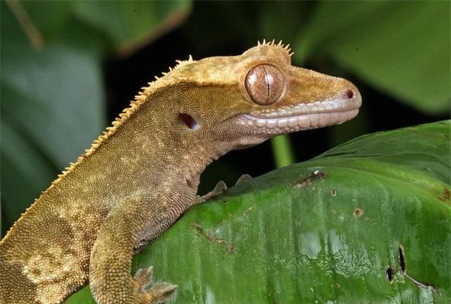 Top 10 loài động vật có đôi mắt độc đáo nhất thế giới - ảnh 6