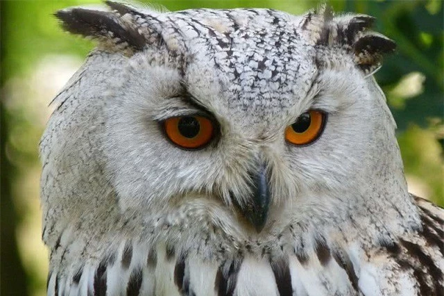 Top 10 loài động vật có đôi mắt độc đáo nhất thế giới - ảnh 8