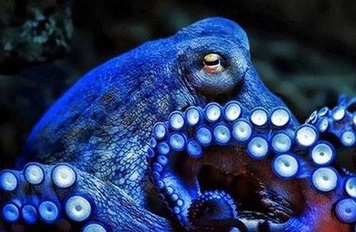 Máu của bạch tuộc có màu xanh nhạt.