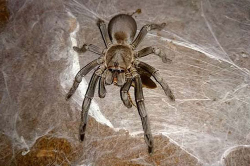 10 loài nhện nguy hiểm nhất thế giới: Nếu bị số 10 cắn, có thể mất mạng chỉ sau 1 tiếng