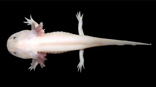 Phát hiện cơ chế phục hồi mở ra khả năng tái sinh tứ chi ở người