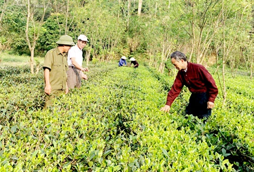 Các mô hình trồng chè đang đem lại hiệu quả kép về kinh tế và môi trường