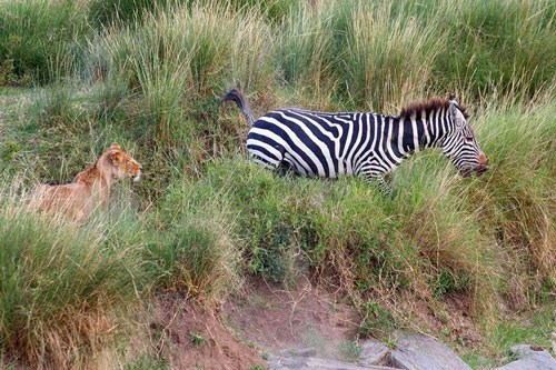 Sư tử tấn công, ngựa vằn thoát chết với tốc độ kinh người