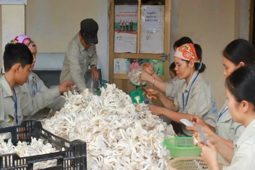 S&#x1A1;n La: Ph&#xE1;t tri&#x1EC3;n HTX g&#xF3;p ph&#x1EA7;n x&#xF3;a &#x111;&#xF3;i gi&#x1EA3;m ngh&#xE8;o