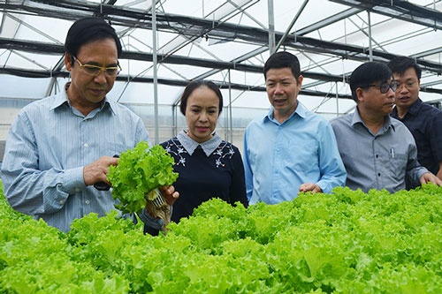 Quảng Ninh: HTX liên kết sản xuất an toàn tạo điểm tựa cho nông dân