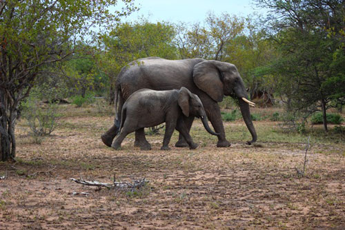 Sự thật bất ngờ về động vật hoang dã khi còn bé