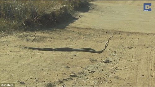 Rắn mamba đen cực độc quyết chiến giành bạn tình