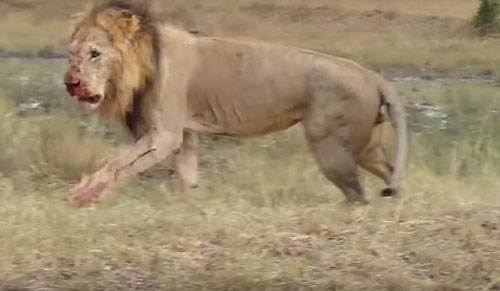 Sư tử đực giết con bạn tình để nhanh được “mây mưa“