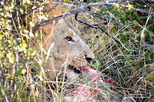 Có gì trong bữa sáng của những mãnh thú châu Phi?