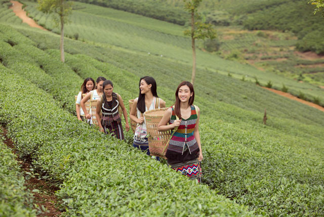 Đỗ Mỹ Linh và Kiều Loan khoe sắc giữa đồi chè bạt ngàn