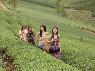 Đỗ Mỹ Linh và Kiều Loan khoe sắc giữa đồi chè bạt ngàn