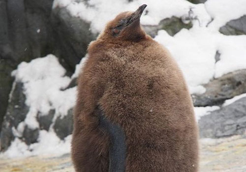 Bộ mặt khác lạ của chim cánh cụt khiến ai cũng ngỡ ngàng