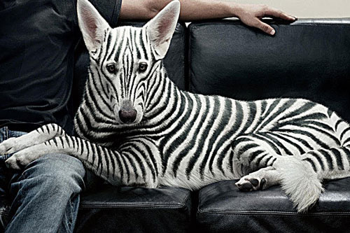 CLIP: 10 giống chó kỳ dị, đắt đỏ trên thế giới khiến bạn không tin chúng tồn tại