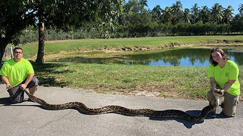 "Thợ săn" bắt sống "quái vật" trăn cái Miến Điện dài gần 6m
