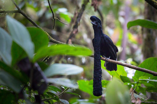 Những loài động vật bị "lỗi" ngay từ khâu thiết kế của mẹ tự nhiên