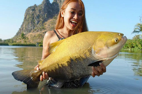 Con gì đi bắt vịt gà, mất đuôi xuống nước hóa ra khác loài?